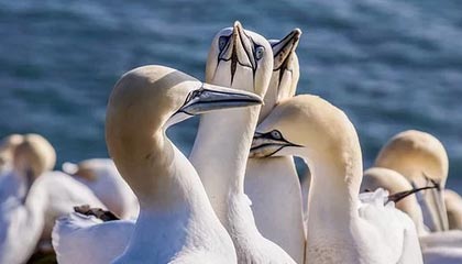 雷速直播-重磅交易！哈登前往篮网联手杜欧 火箭获奥拉迪波