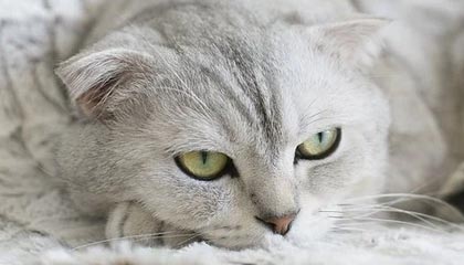 雷速官网-保利尼奥因伤退出亚冠高拉特补报 朴志洙或也缺战